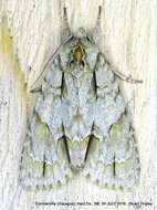 Image of Ochre Dagger Moth