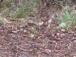 Image of Spotted Scrubwren