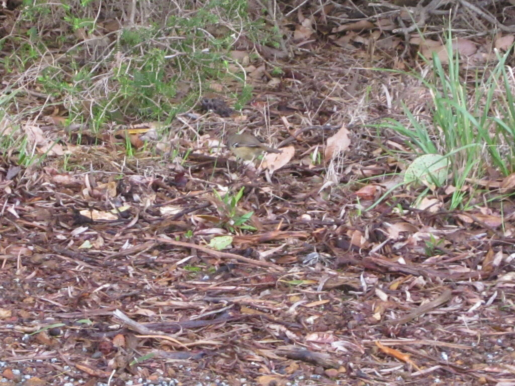 Image of Spotted Scrubwren