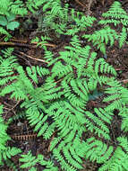 Image of Pacific oak-fern