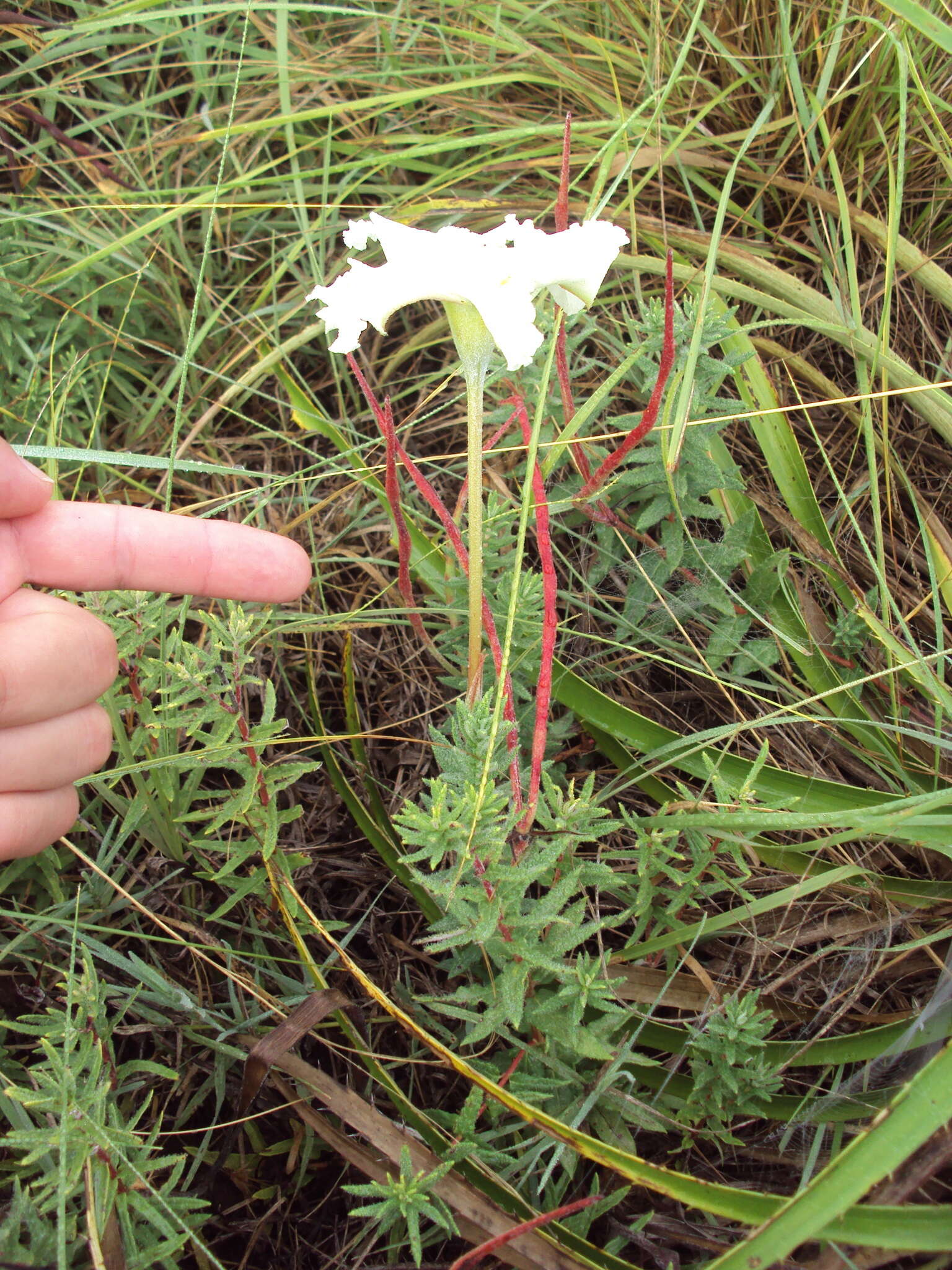 Image of Mandevilla petraea (A. St.-Hil.) Pichon