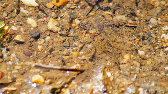 Image of Porthole livebearer