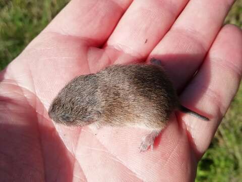 Image of Iberian Vole