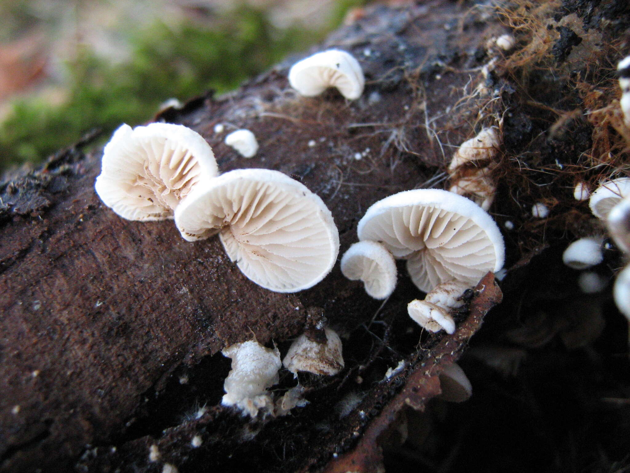 Слика од Crepidotus variabilis (Pers.) P. Kumm. 1871