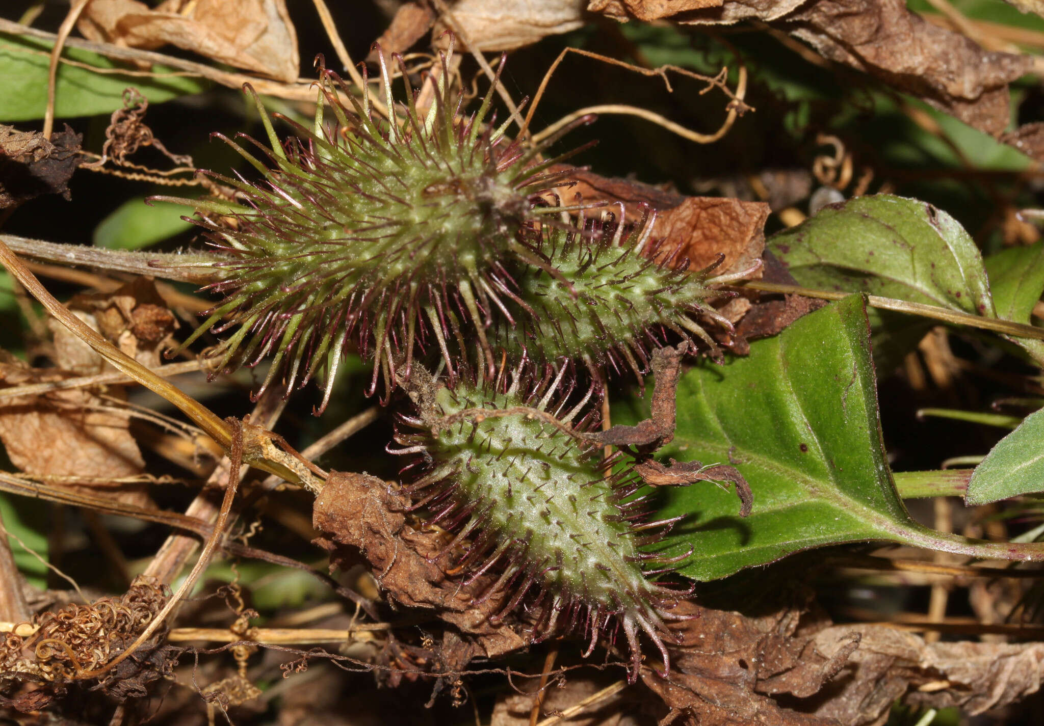 Image of Tourrettia lappacea (L'Hér.) Willd.