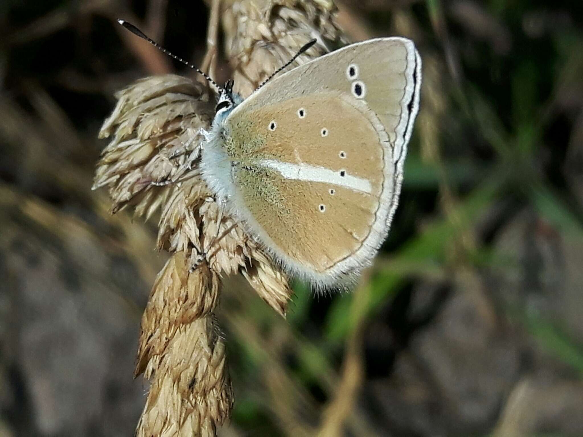 Image of Polyommatus damon