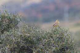 Image of Yellowhammer