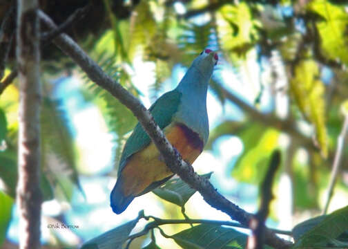 Image of Beautiful Fruit Dove