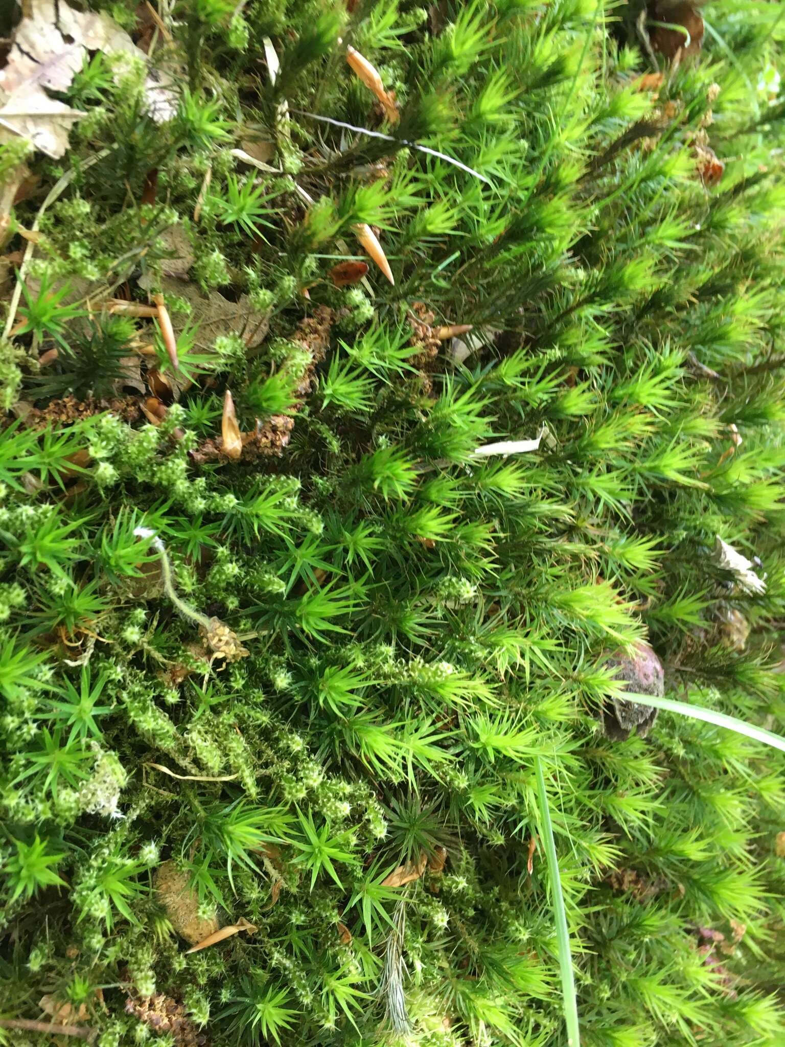 Image of <i>Polytrichum formosum</i>