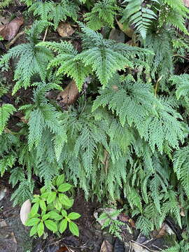 Image of fan spikemoss