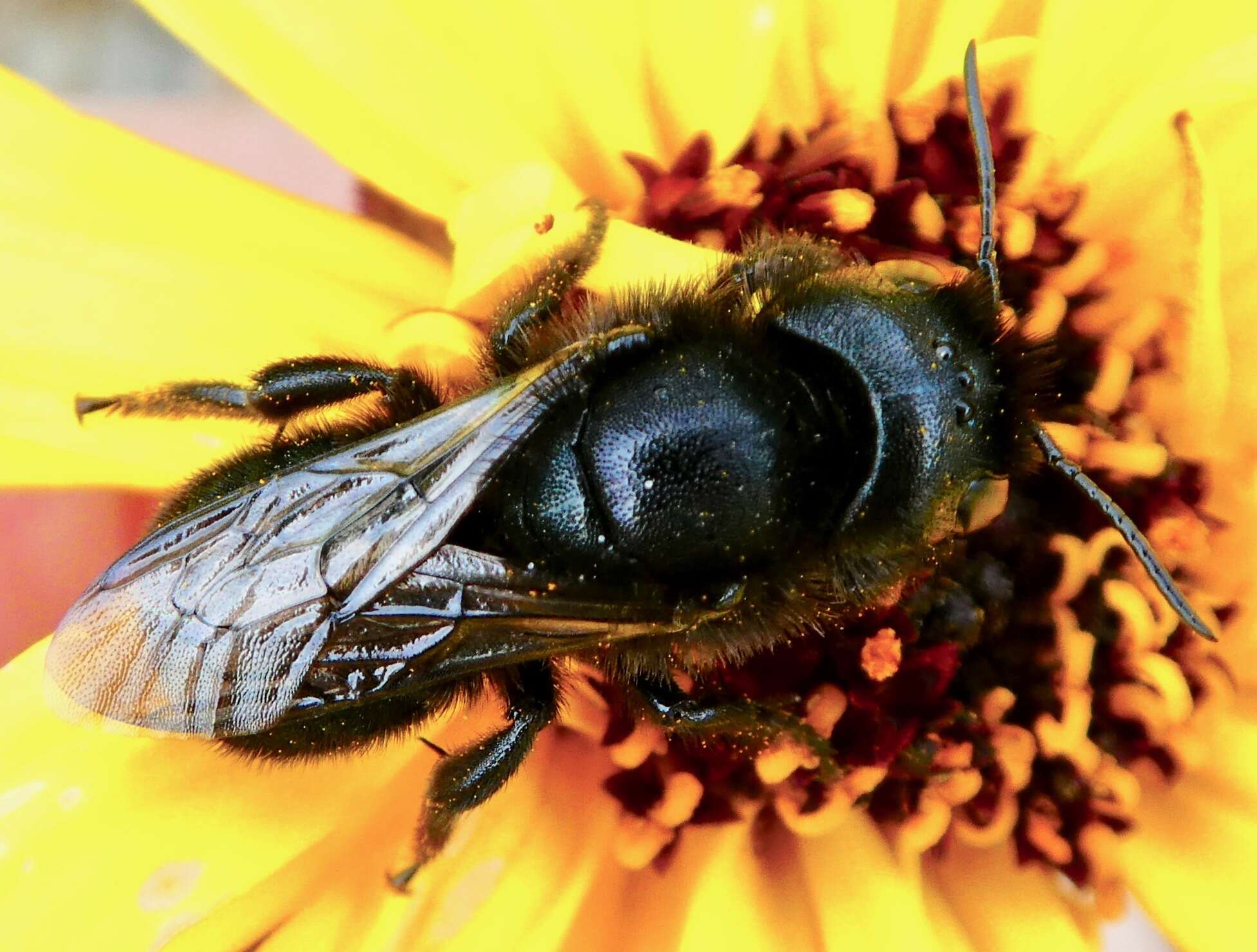 Image of Osmia montana Cresson 1864