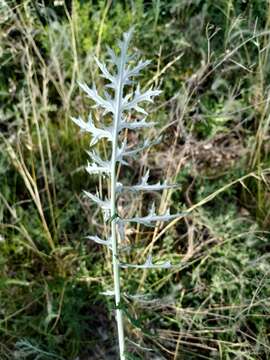 Image of southern globethistle