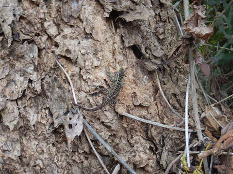 Image of Keeled Whorltail Iguana