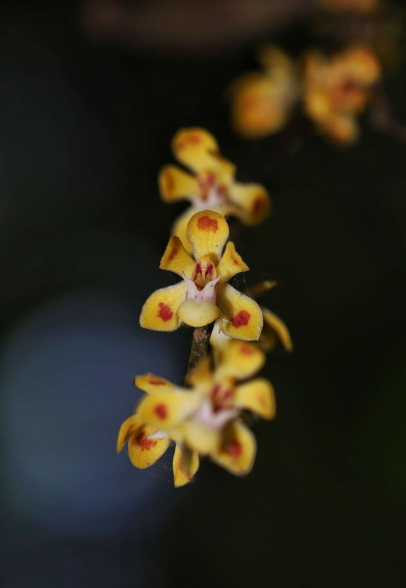 Image of Smithsonia maculata (Dalzell) C. J. Saldanha