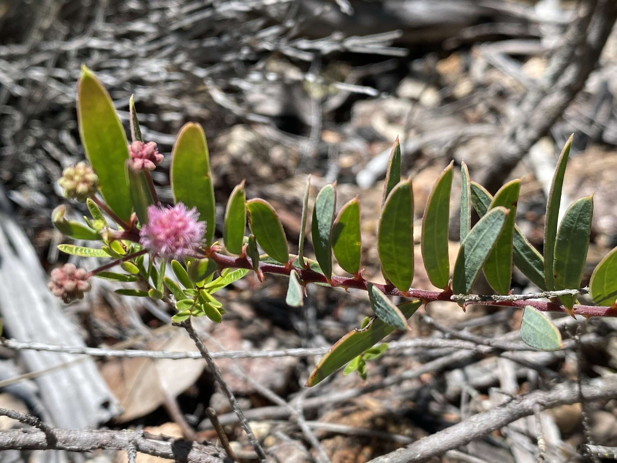 Image of Acacia purpureapetala