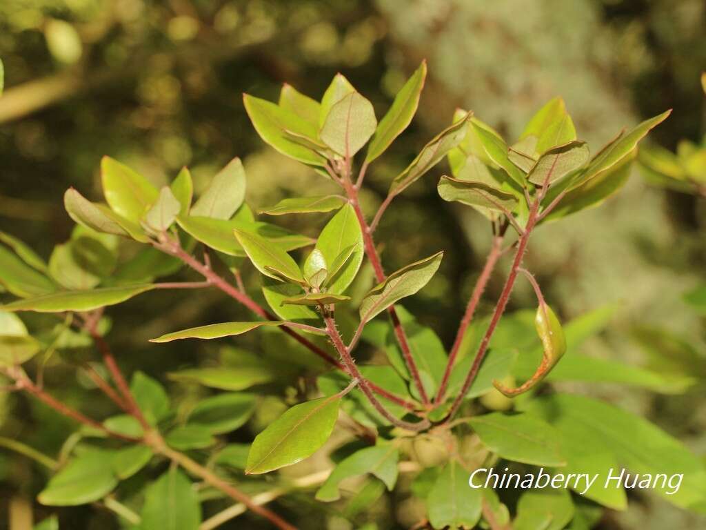 Imagem de Rhododendron ovatum (Lindl.) Planch. ex Maxim.