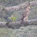 Image of Javan Hawk-Eagle