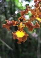 Image of Oncidium praetextum