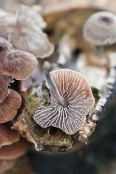 Image of Gymnopus foetidus (Sowerby) P. M. Kirk 2014