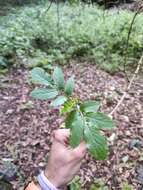 Слика од Sambucus palmensis Link