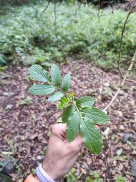 Слика од Sambucus palmensis Link