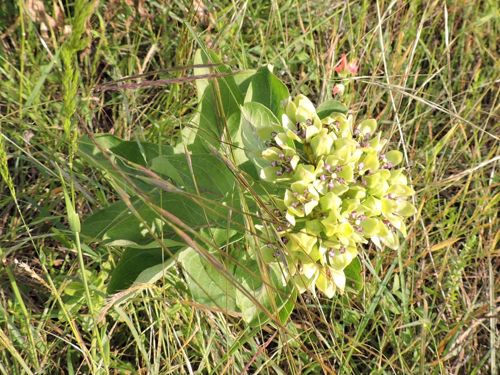 Image of green antelopehorn