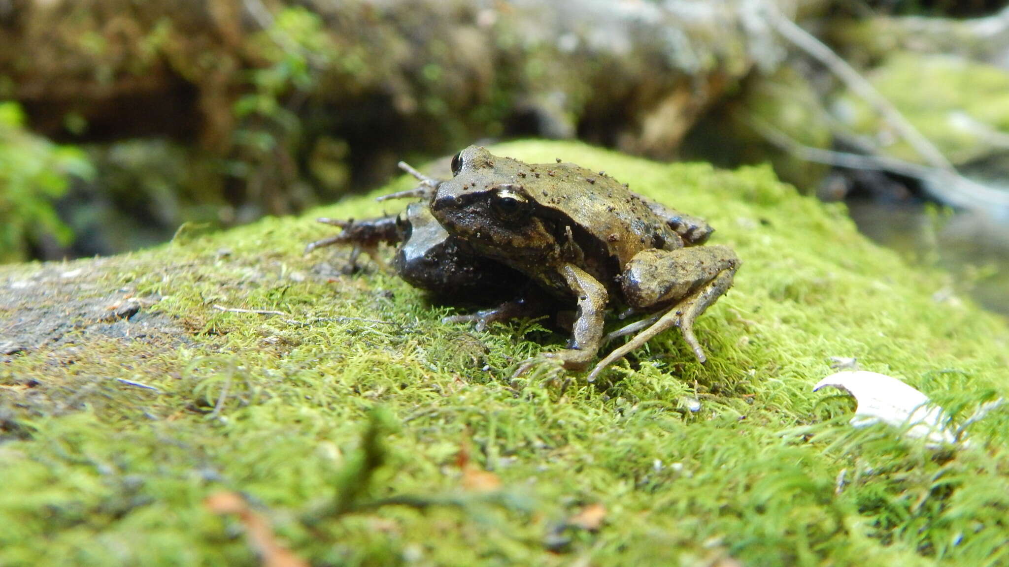 Image of Rosy Ground Frog