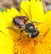 Image of Osmia fallax Pérez 1895