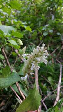 Image of Achyrospermum fruticosum Benth.