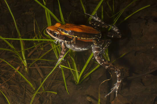 Image of widespread fungoid frog