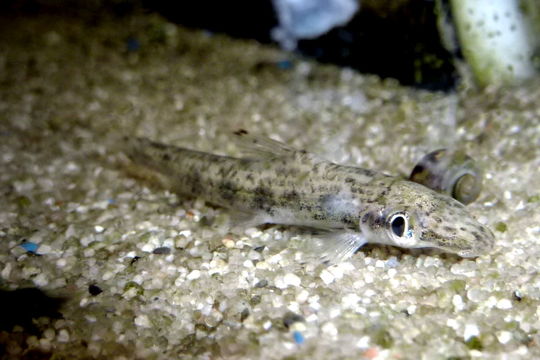 Image of River stone carp