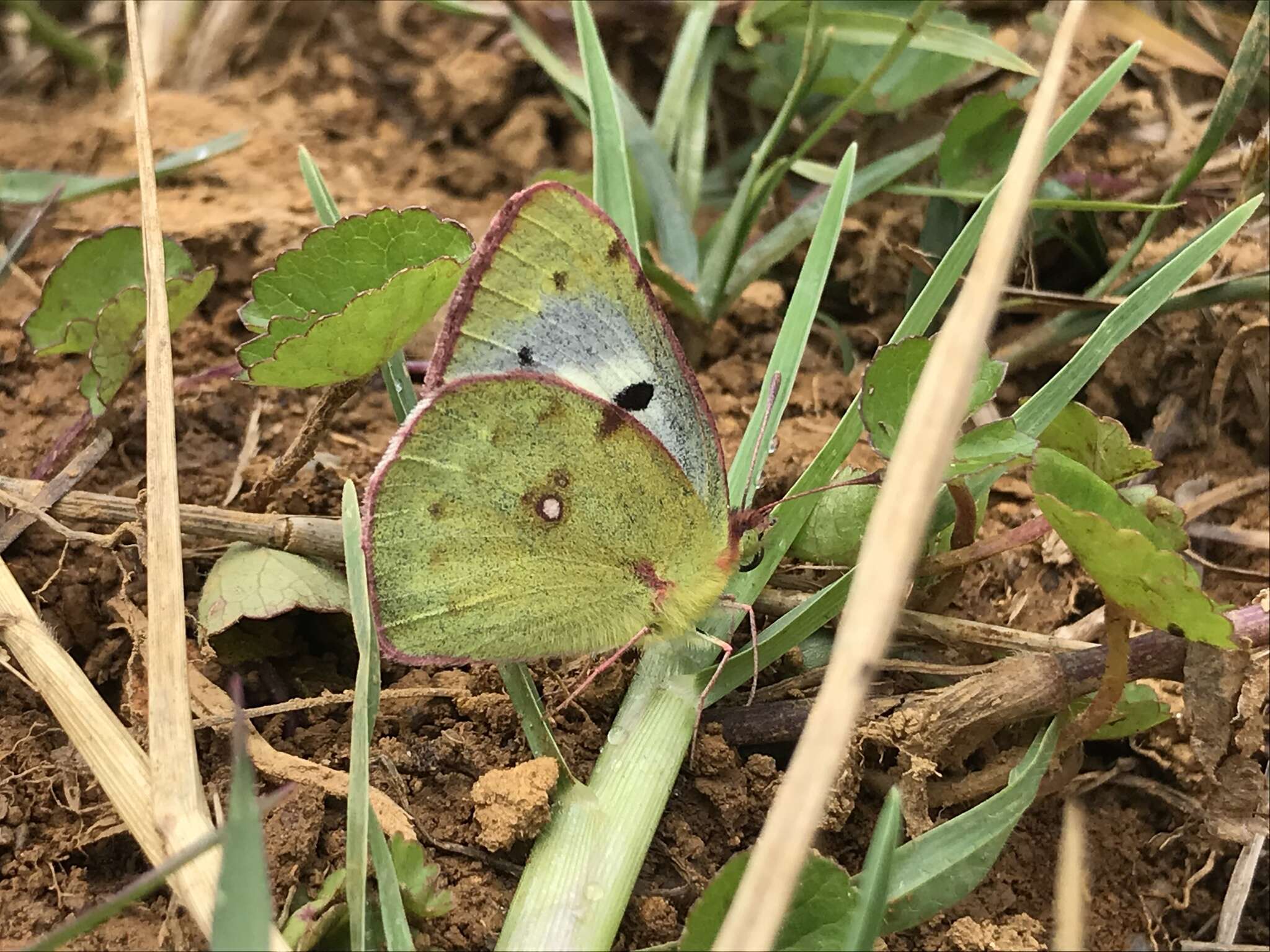 Image de <i>Colias nilagiriensis</i>