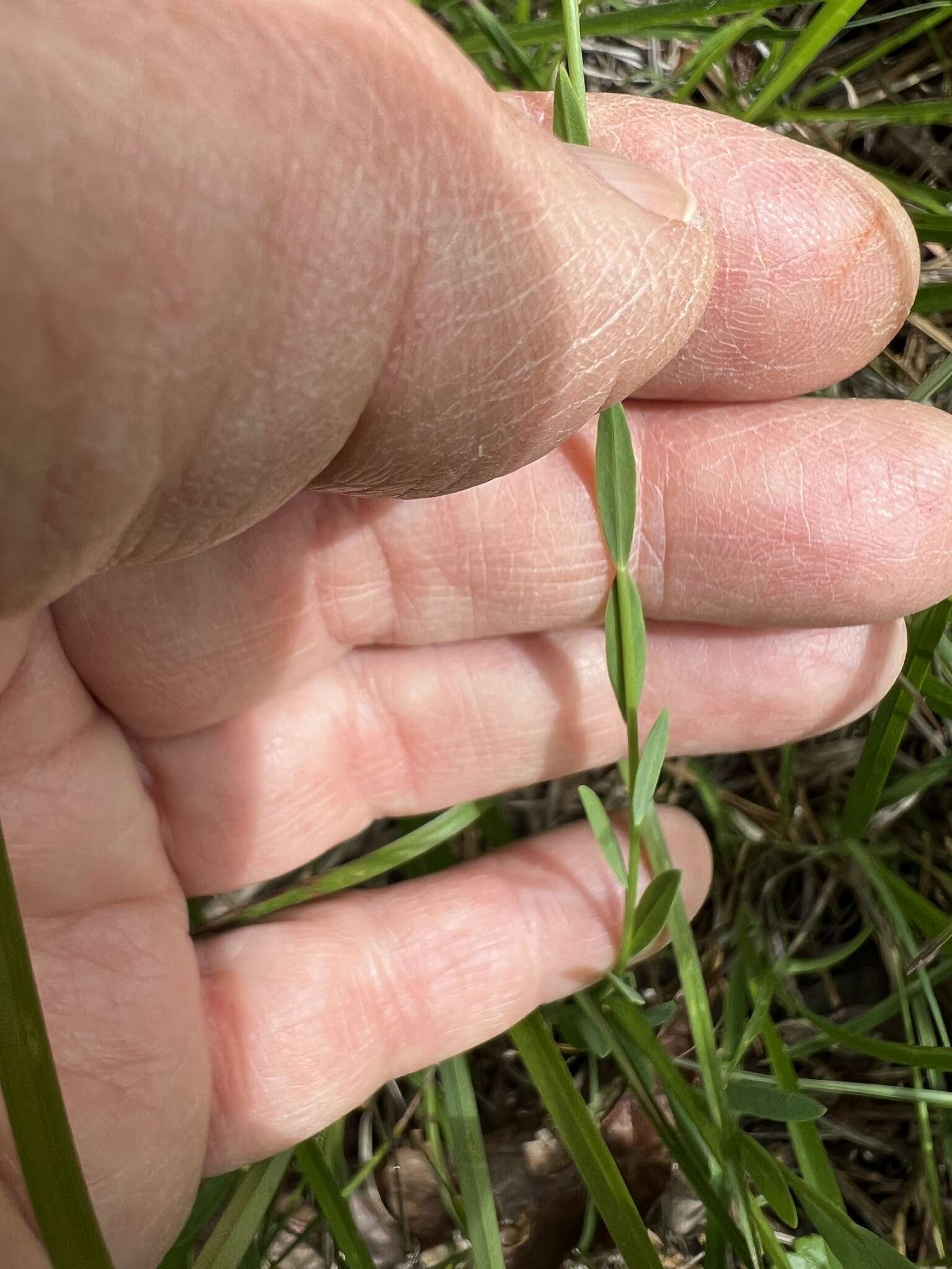 Image of Sandplain Flax