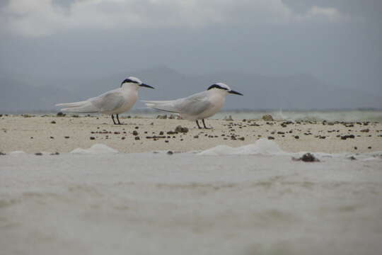 Image of Black-naped Tern