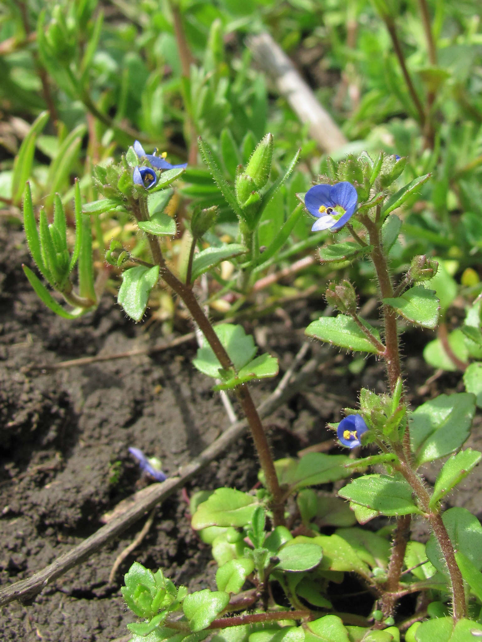 Image of Veronica acinifolia L.