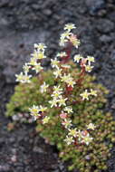 Image de Saxifraga bronchialis subsp. cherlerioides (D. Don) Hult.