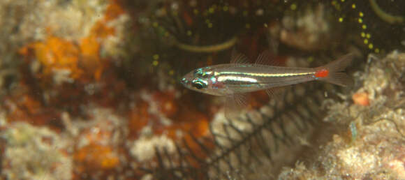 Image of Red-spot cardinalfish