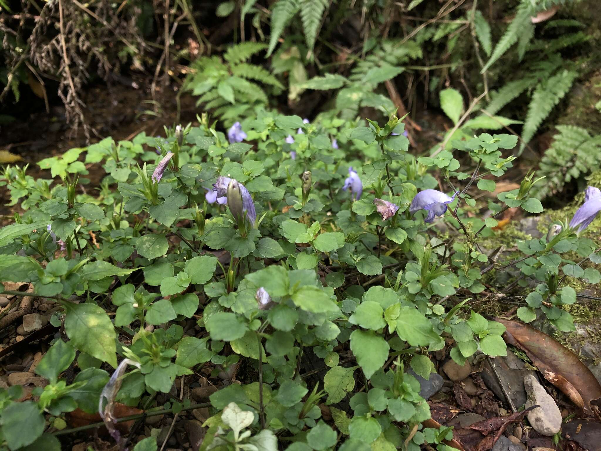 Strobilanthes rankanensis Hayata resmi