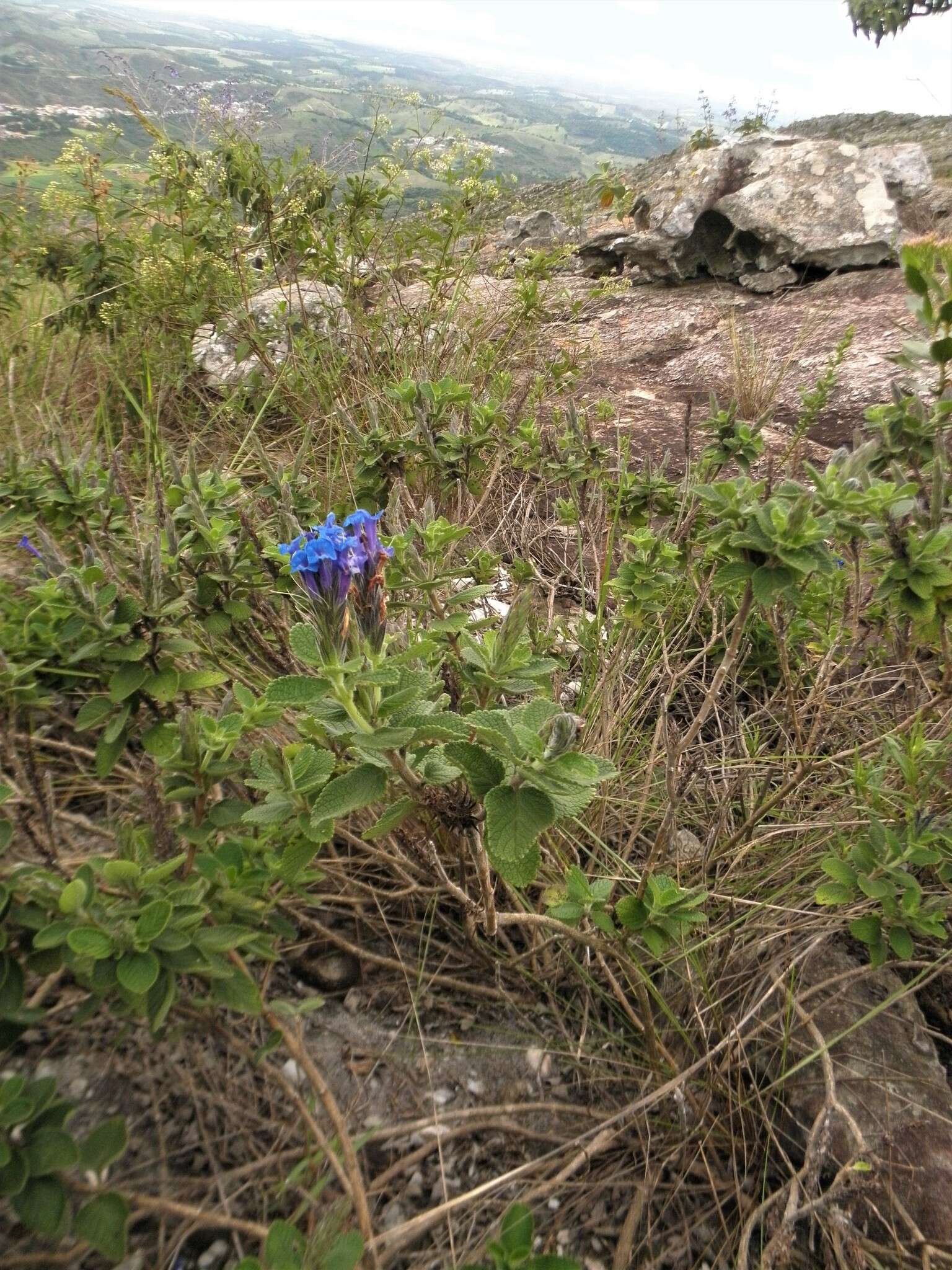 Image of Stachytarpheta sobraliana P. H. Cardoso, R. J. V. Alves & Salimena