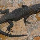 Image of Rooiberg Girdled Lizard