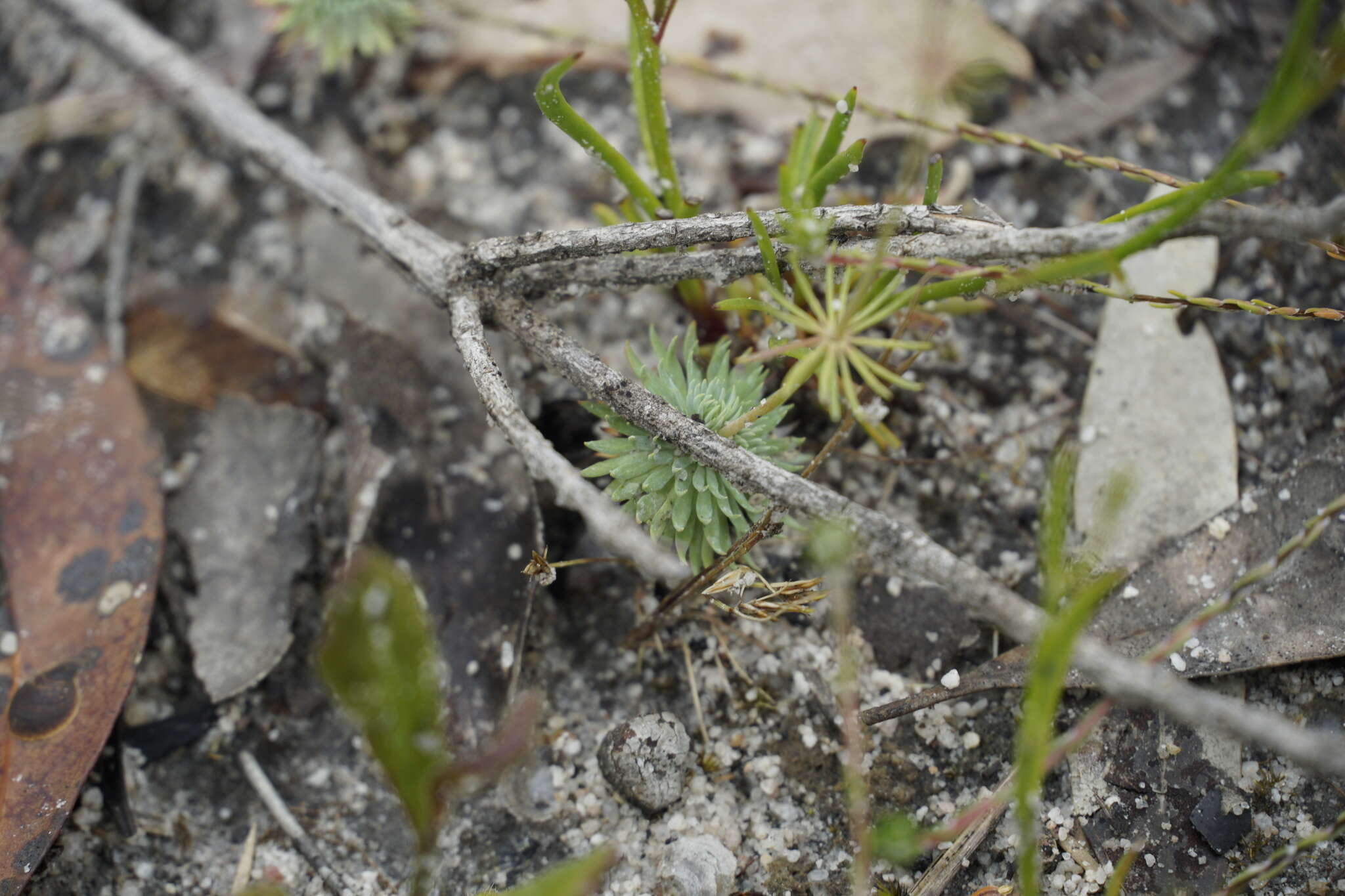 Stylidium brunonianum subsp. brunonianum resmi