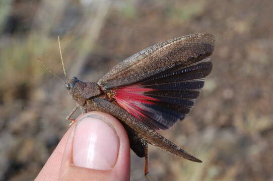 Bryodema gebleri (Fischer von Waldheim 1836)的圖片