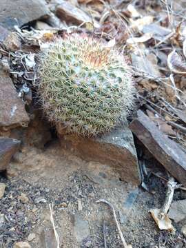 Mammillaria petrophila subsp. baxteriana (H. E. Gates) D. R. Hunt的圖片