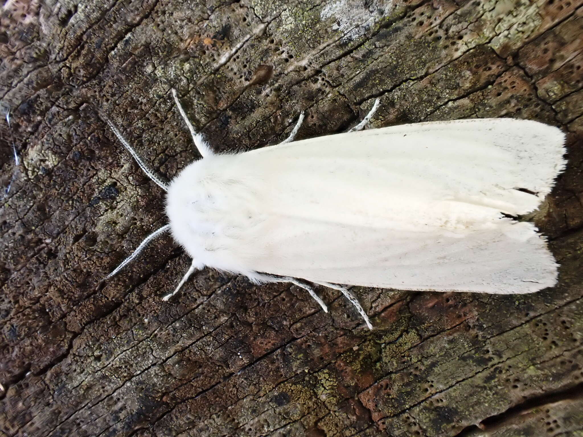 Image of water ermine