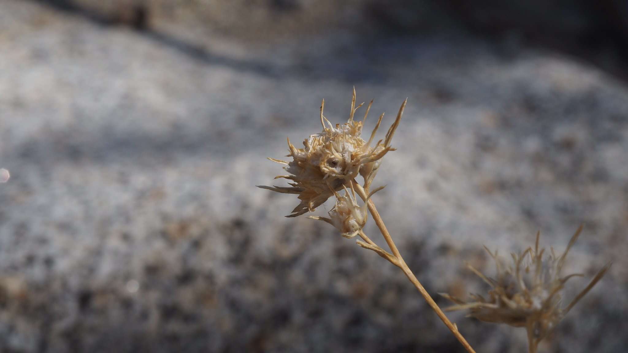 Image of giant woollystar