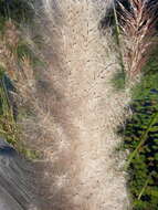 Image of Giant Plume Grass