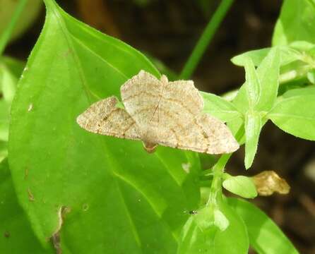 Image of Psamatodes