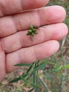 Image of Pimelea neoanglica S. Threlfall