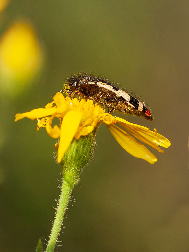 Image of Acmaeodera amabilis Horn 1878