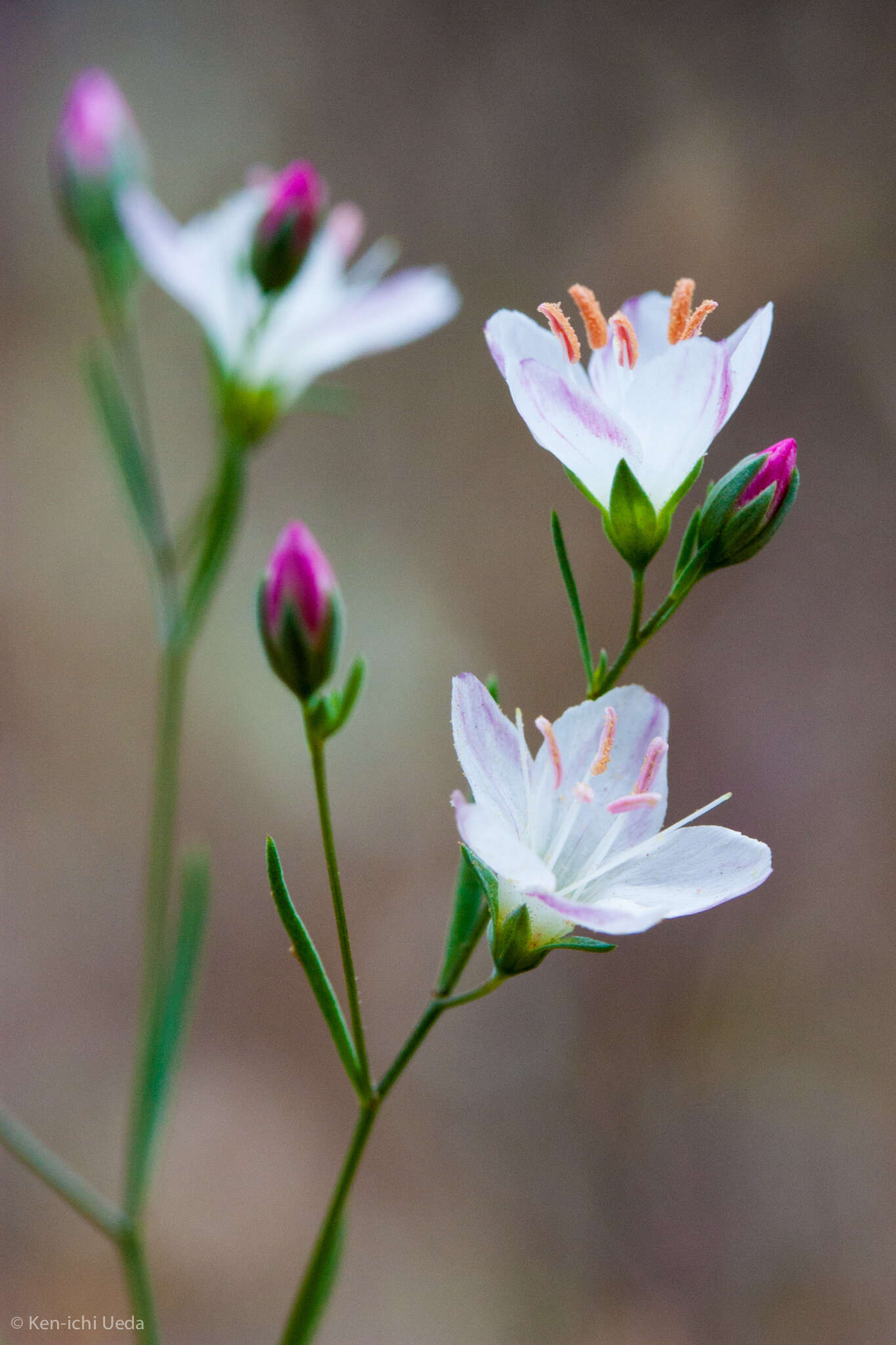 Image of California dwarf-flax